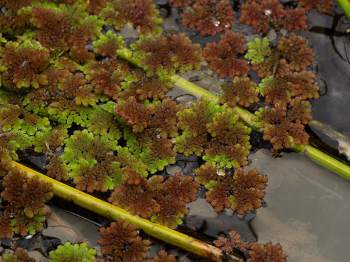 Azolla, 2026-05-26