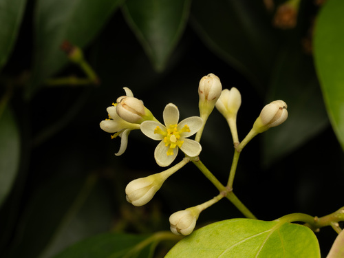 Cinnamomum burmanni observed 2026-05-26