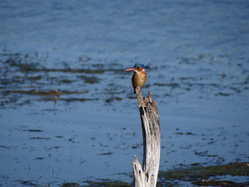 iNaturalist image