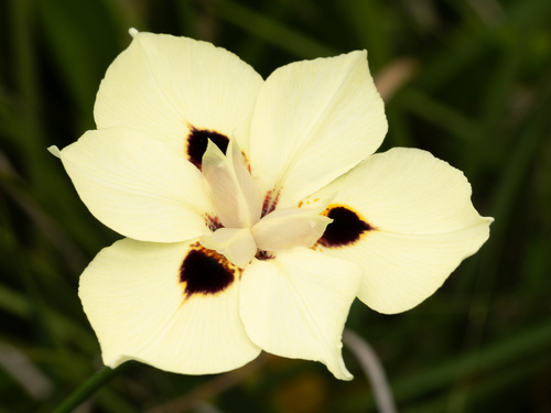 Dietes bicolor, 2026-05-26