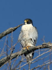 Falco peregrinus anatum