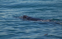 Megaptera novaeangliae australis