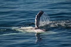 Megaptera novaeangliae australis