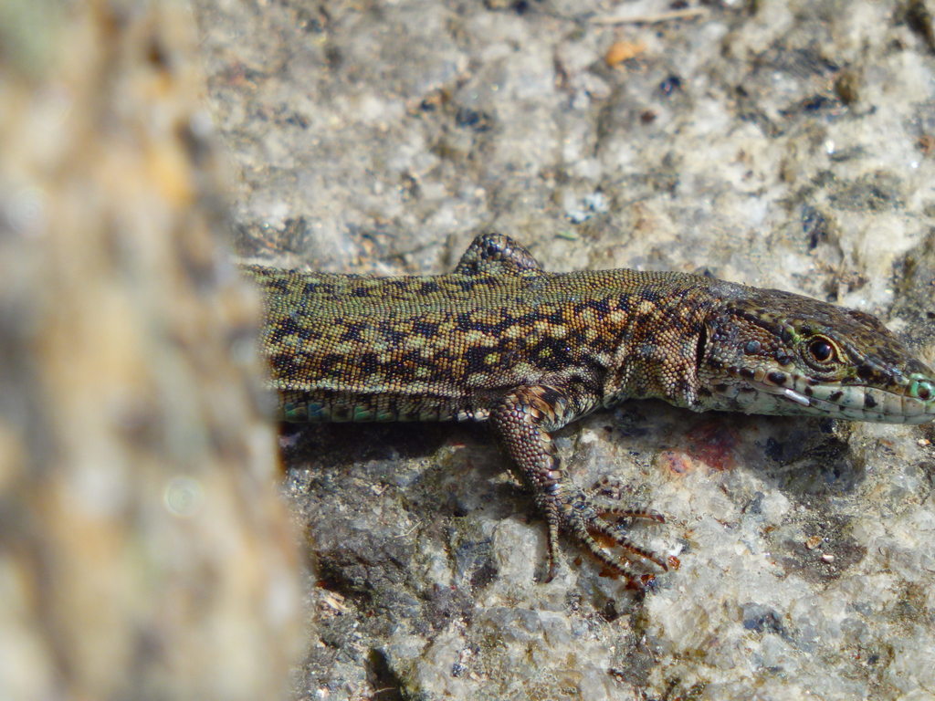 Wall Lizards