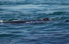 Megaptera novaeangliae australis