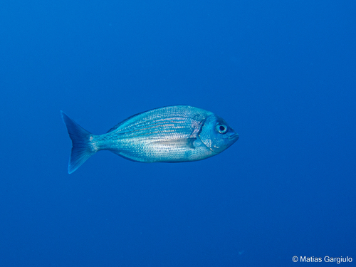 Black Seabream, photo 2 of 10