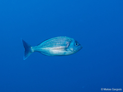 Black Seabream photo 2
