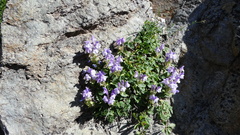 Scutellaria alpina