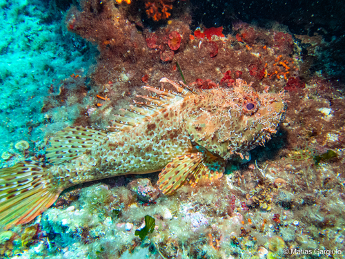 Red Scorpionfish, photo 3 of 7