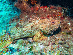 Red Scorpionfish photo 3