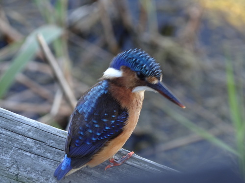 iNaturalist image