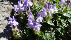 Scutellaria alpina