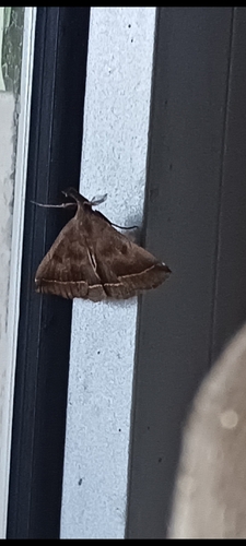 Plumed Fan-foot