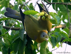 Treron phoenicopterus