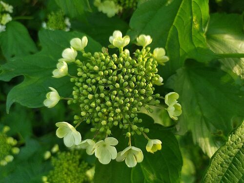 guelder-rose