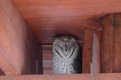 Tyto alba poensis