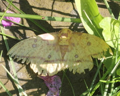 Eacles imperialis pini