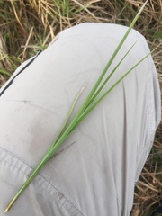 Carex pallescens