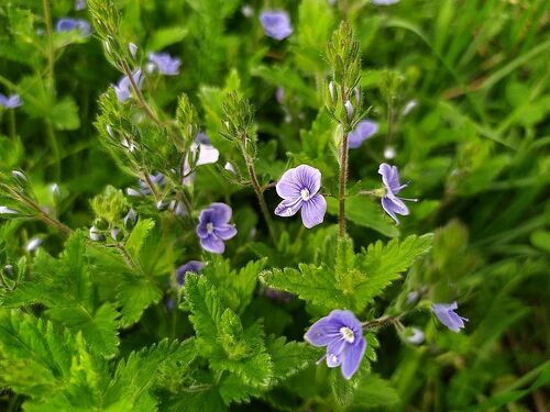 Germander Speedwell