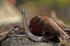 Saphenophis boursieri