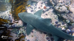 Triakis megalopterus