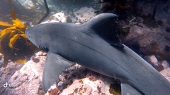 Triakis megalopterus