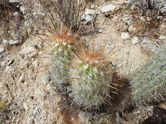 Oreocereus leucotrichus