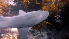 Triakis megalopterus