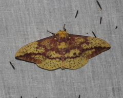 Eacles imperialis pini