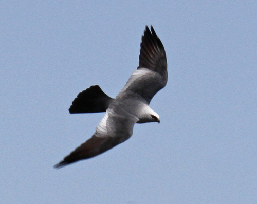 Mississippi Kite, photo 9 of 9