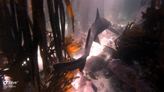 Triakis megalopterus