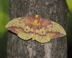 Eacles imperialis pini