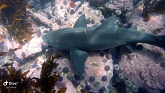 Triakis megalopterus