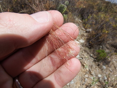 Oreocereus leucotrichus