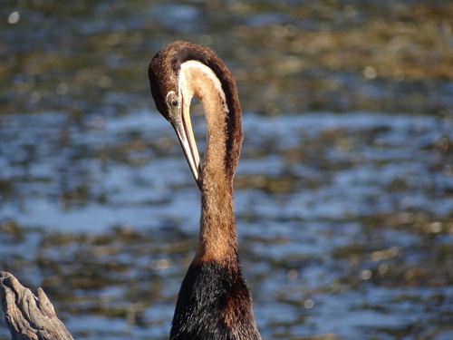 iNaturalist: (c) fynbos_adventures, some rights reserved (CC BY-NC), uploaded by fynbos_adventures iNaturalist image