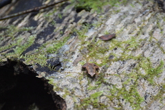 Hamptophryne boliviana