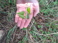 Convolvulus farinosus