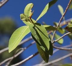 Ficus atricha