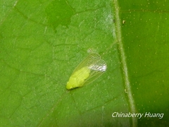 Tropiduchinae
