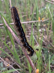 Malacosoma franconicum