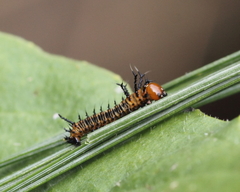 Eacles imperialis pini
