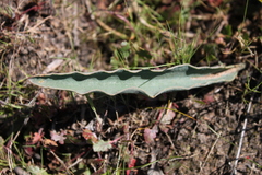 Eriospermum lanceifolium