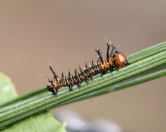 Eacles imperialis pini