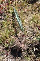 Eriospermum lanceifolium