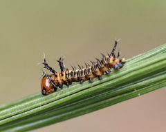 Eacles imperialis pini