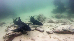 Triakis megalopterus