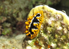 Phyllidia undula