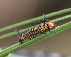 Eacles imperialis pini