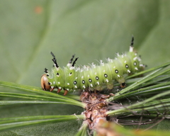 Eacles imperialis pini