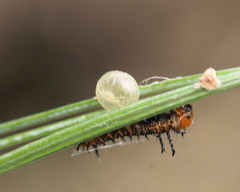 Eacles imperialis pini